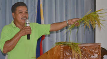 MS Nemencio Concepcion shows the comparison in rice tillers between the STBF and MS farm.