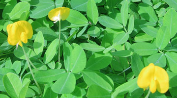 Arachis pintoi.