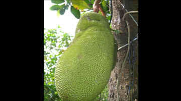 The jackfruit (Artocarpus heterophylus Lam.)