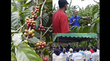 Technology Field Day. (Clockwise) MS dela Cruz demonstrates some of the S&T interventions applied in his farm; 95 participants gathered at the MS dela Cruz’ farm; and coffee beans at the MS’ farm. (Photo by Diana Rose P. Cabello, S&T Media Service)