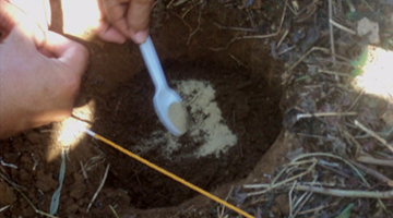 A demo on the application of microbial inoculants.(Photo by Daisy E. Cabral, S&T Media