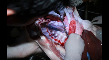 A veterinarian collects tissue samples from a clinically sick pig.