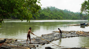 Log transport by river rafting. (Photo by Diomedes A. Racelis, University of the Philippines Los Baños-College of Forestry and Natural Resources [UPLB-CFNR]).