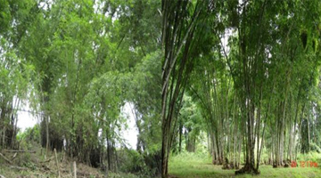 Kawayan tinik (left) and giant bamboo (right).