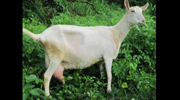 Saanen milker enjoying the lush forages at the Alamimos Goat Farm’s salad garden in Laguna.