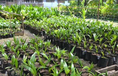 PCA-ZRC’s coconut seed plantation in San Ramon Zamboanga City. 