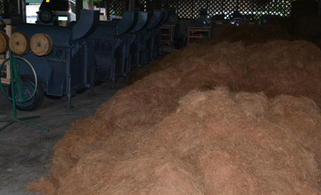 A pile of coco coir processed by a number of decorticating machine at PCA-ZRC Coconut Processing Industrial Facilities.