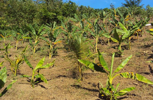 One-year old abaca plants at a multilocation site at CSU-Panganiban Campus.