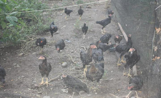 Zampen chickens at the WMSU, San Ramon Campus, Native Chicken Production area.