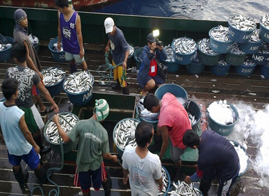 Fishermen preparing their haul of sardines aboard a fishing vessel at the Zamboanga Peninsula (Photo by Edwin Espejo).