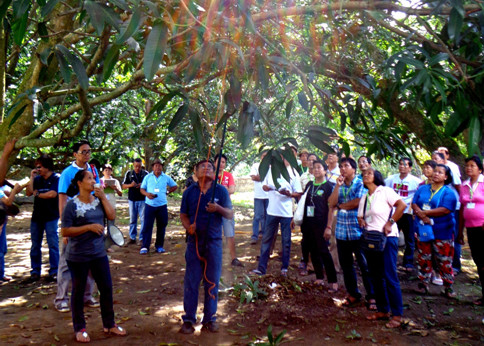 Dr. Oscar Opina showed the participants how to prune branches of the mango tree using a branch pruner during the demonstration on the second day of the training workshop.