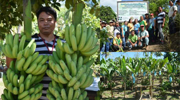 Left photo shows the good quality bananas harvested from the FITS-managed demonstration farm in Compostela Valley. The banana farm owned by farmer cooperator Mr. Eddie S. Cabalan located in San Isidro, Nabuturan, Compostela Valley, shows very minimal occurrence of pests and diseases. Right lower photo shows the participants of the tour/visit to the farms of selected farmer cooperators. 