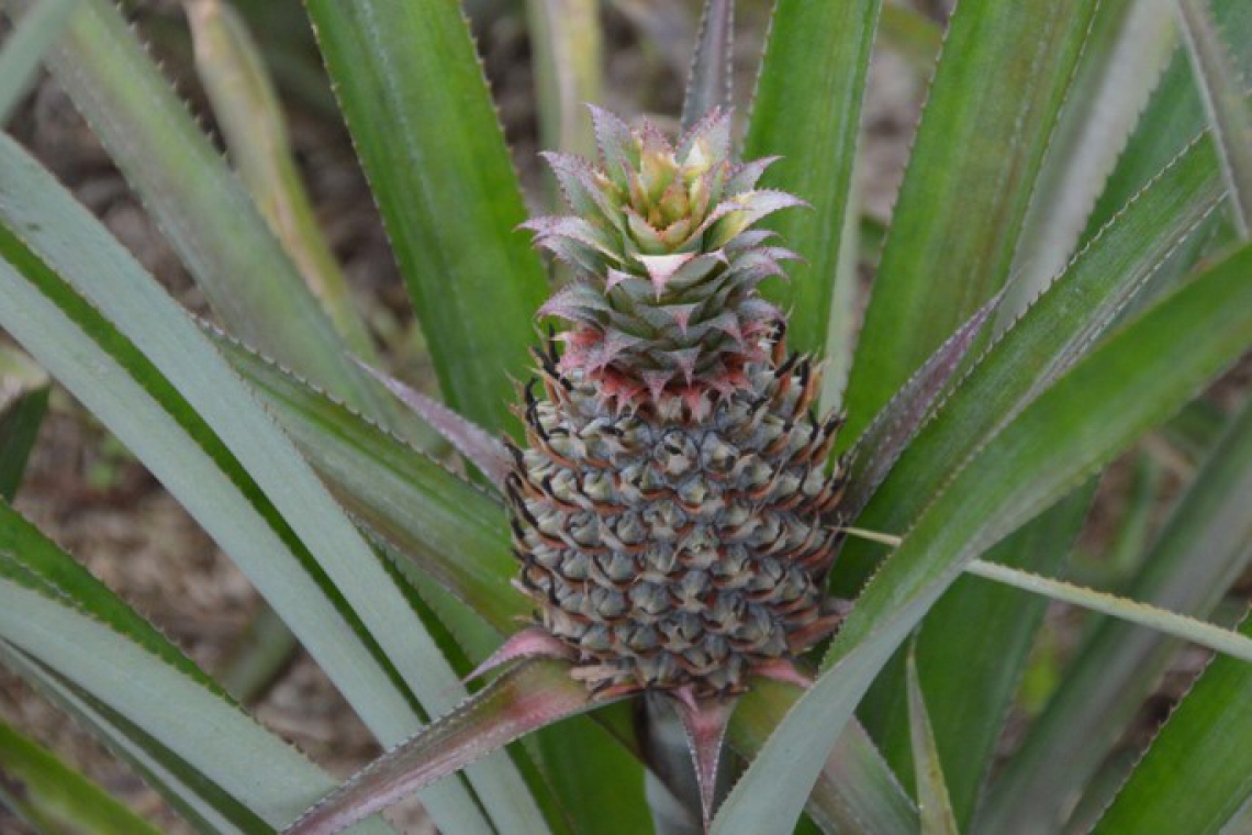 R&amp;D Center projects to help attain sustainable and profitable Queen Pineapple industry 