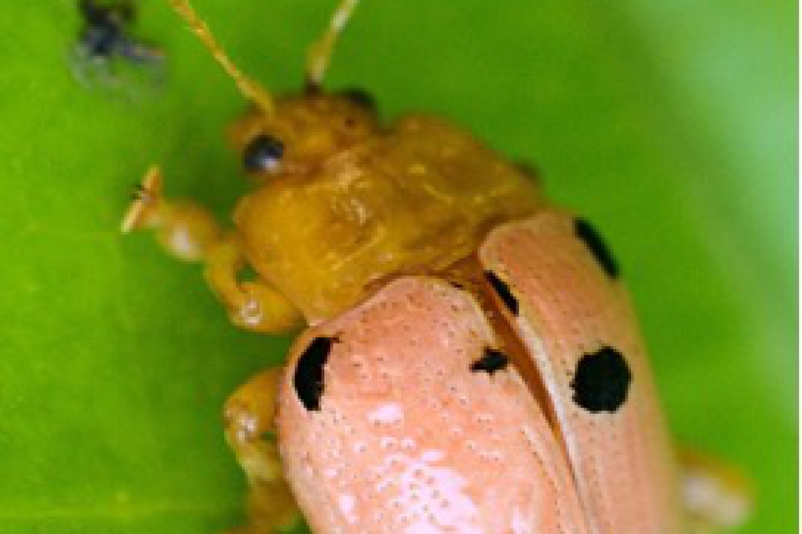 Siyentipikong pamamahala kontra Sineguelas Leaf Beetle (SLB), kasalukuyang binubuo 