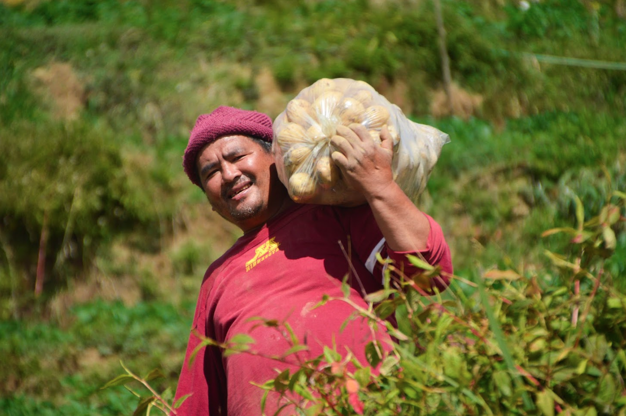Farmer cooperator Mr. Daniel P. Sacley from Atok, Benguet carrying clean seed potato harvests. (Image Credit: Crops Research Division, DOST-PCAARRD)