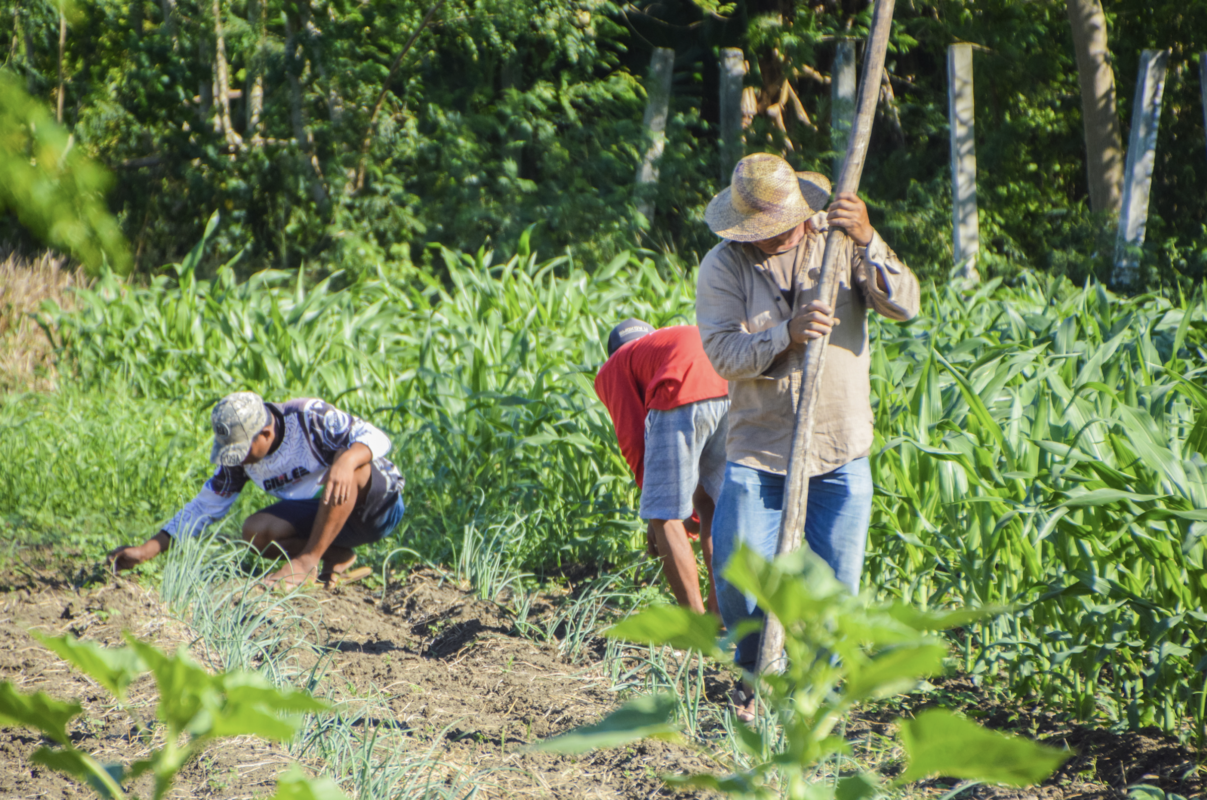 Farmers cultivating garlic at the field trials in MMSU. (Image credit: Crops Research Division, DOST-PCAARRD)