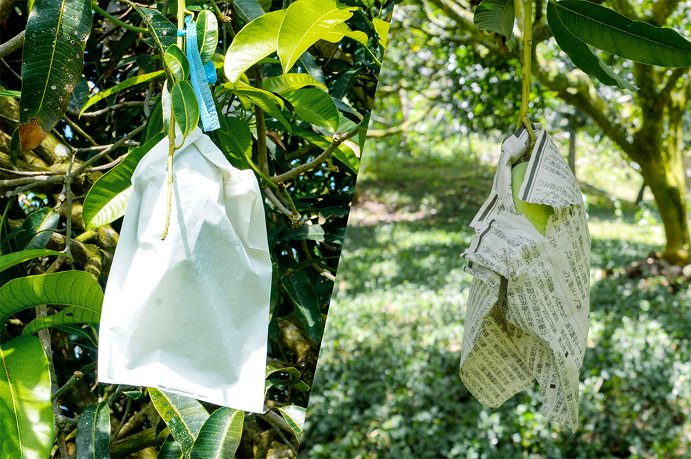 Recommended fruit bagging material (left) and imported newspaper from Japan (right). (Image Credit: Crops Research Division, DOST-PCAARRD)