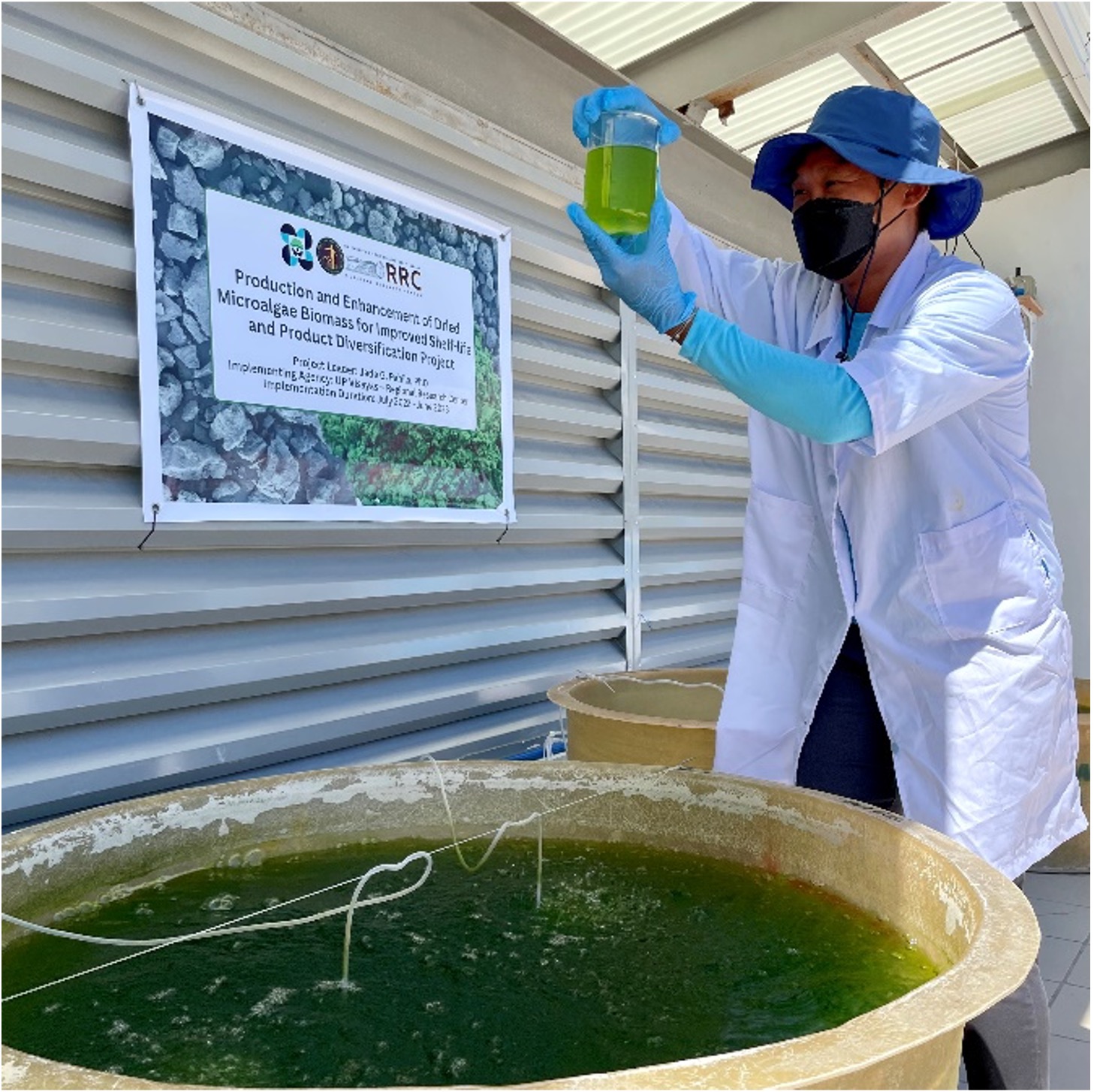 Outdoor culture of Chlorella sp.