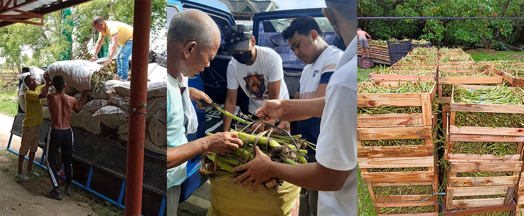 Distribution of planting materials to farmer beneficiaries (Image Credit: Philippine Root Crop Research and Training Center, VSU).