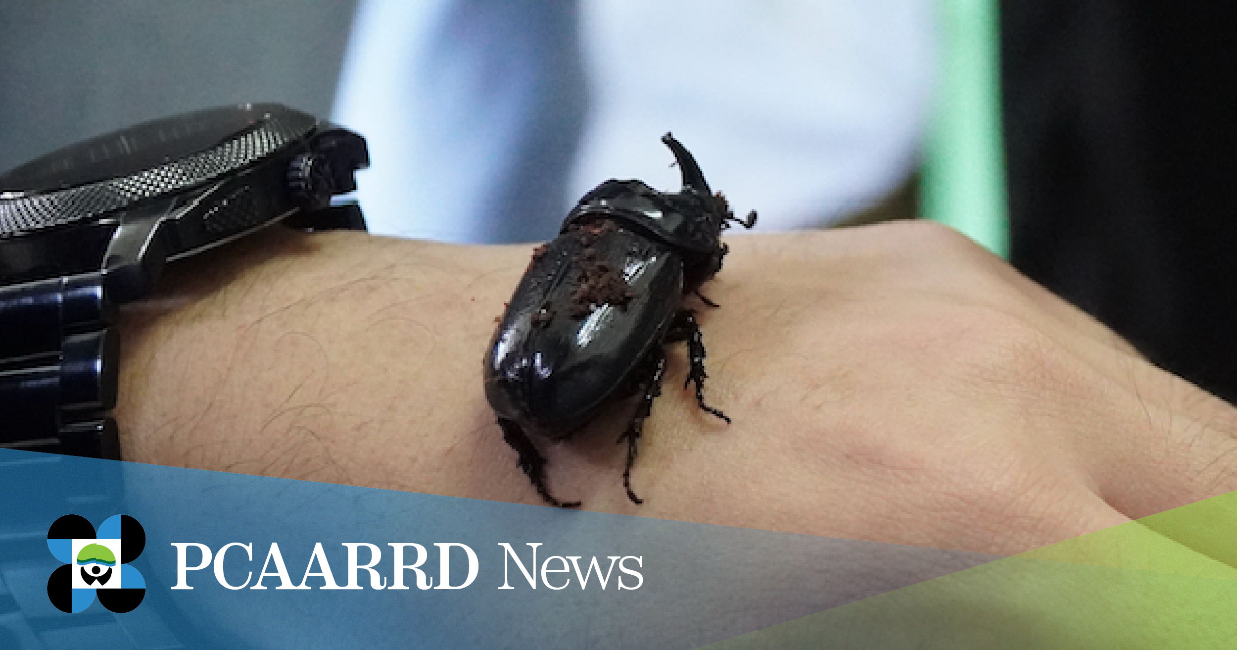 An adult Coconut Rhinoceros Beetle (CRB) reared at the Philippine Coconut Authority-Albay Research Center. (Image credit: CRD, DOST-PCAARRD)