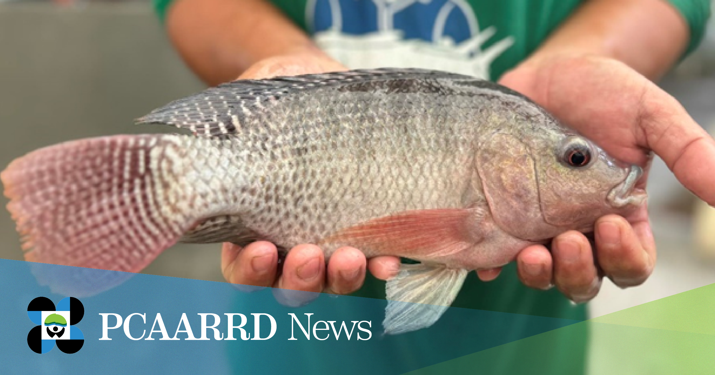 Tilapia aquaculture to extend both in brackishwater and estuarine environments
