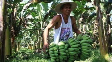 Care for some saba? Harvest time in an STBF on saba production in Dingalan, Aurora.