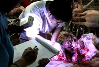 Dr. Jose Eduardo David, the project veterinarian conducts lung scoring at a slaughterhouse in Pampanga.