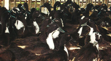 Philippine mallard duck also known as “Pateros” or “Itik”.