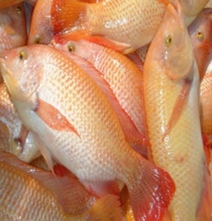 intervention and more appealing red tilapia